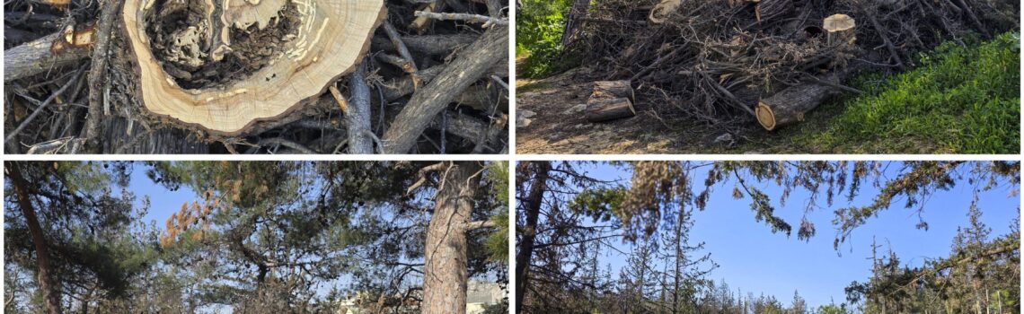 Σχέδιο αξιοποίησης και αποκατάστασης για το Άλσος Αγίου Φιλίππου.